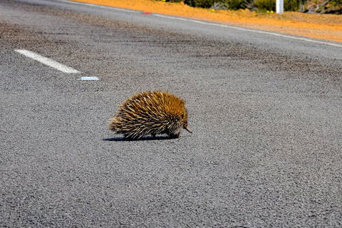 Kangaroo Island Luxury Small Group 'Flinders Chase Focus' Full Day Tour - Accommodation Broome 3