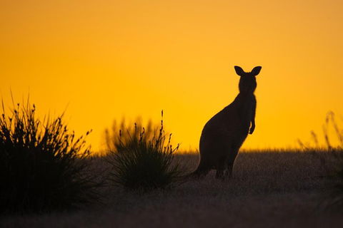 Kangaroo Island Luxury Small Group 'Flinders Chase Focus' Full Day Tour - Accommodation Broome 5