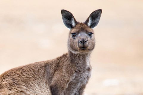 Kangaroo Island Luxury Small Group 'East End Explorer' Full Day Tour - Accommodation Broome 1