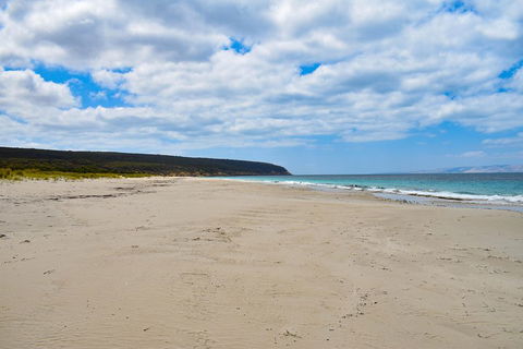 Kangaroo Island Luxury Small Group 'East End Explorer' Full Day Tour - Accommodation Broome 3