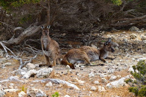 Kangaroo Island Luxury Small Group 'East End Explorer' Full Day Tour - Accommodation Broome 4