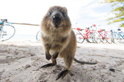 Rottnest Island Round-Trip Ferry From Perth Or Fremantle - Accommodation Broome 3