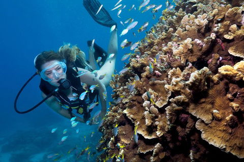 Great Barrier Reef Diving And Snorkeling Cruise From Cairns - Accommodation Broome 1