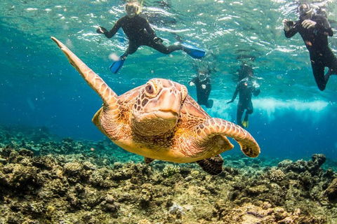 Great Barrier Reef Diving And Snorkeling Cruise From Cairns - Accommodation Broome 3