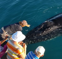 AOC Whale Watching from Broome - Accommodation Broome
