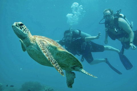 Ocean Freedom Great Barrier Reef Personal Luxury Snorkel & Dive Cruise, Cairns - Accommodation Broome 4
