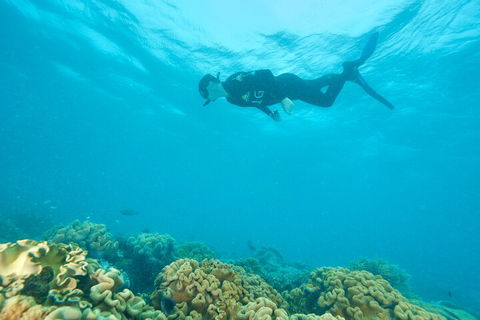 Ocean Freedom Great Barrier Reef Personal Luxury Snorkel & Dive Cruise, Cairns - Accommodation Broome 5
