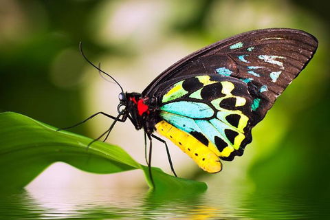 Australian Butterfly Sanctuary - Accommodation Broome 4
