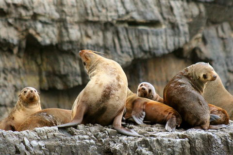 Tasman Island Cruises And Port Arthur Historic Site Day Tour From Hobart - Accommodation Broome 1