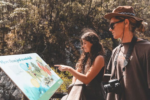 Springbrook AndTamborine Rainforest Tour Incl Natural Bridge And Glow Worm Cave - Accommodation Broome 0