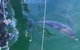 Dolphin Cruise From Adelaide With Optional Dolphin Swim - thumb 0