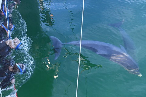 Dolphin Cruise From Adelaide With Optional Dolphin Swim - Accommodation Broome 0