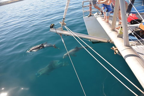 Dolphin Cruise From Adelaide With Optional Dolphin Swim - Accommodation Broome 1