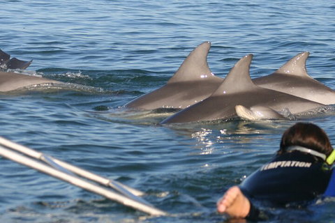 Dolphin Cruise From Adelaide With Optional Dolphin Swim - Accommodation Broome 2