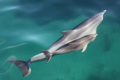 Dolphin Cruise From Adelaide With Optional Dolphin Swim - Accommodation Broome 4
