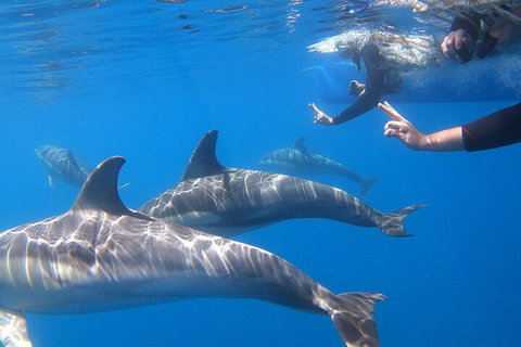 Dolphin Cruise From Adelaide With Optional Dolphin Swim - Accommodation Broome 5