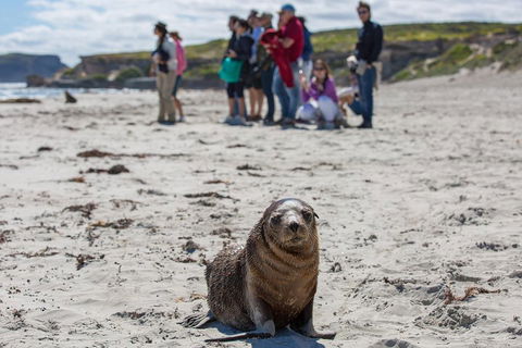 Kangaroo Island In A Day Tour From Adelaide - Accommodation Broome 0