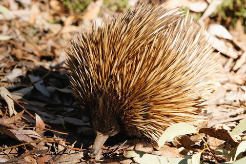 Kangaroo Island In A Day Tour From Adelaide - Accommodation Broome 2