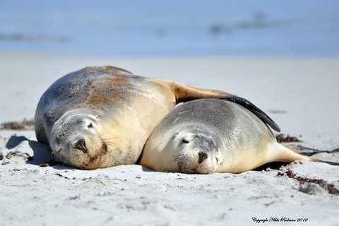 NEW TOUR - Kangaroo Island Road To Recovery Tour (1 Day/1 Night) - Accommodation Broome 1