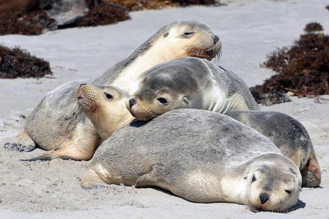 Small-Group Kangaroo Island 4WD Tour From Adelaide - Accommodation Broome 1
