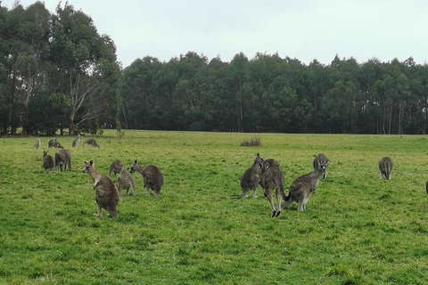 Private Tour: Great Ocean Road From Melbourne - Accommodation Broome 4