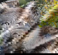 Kuranda Koala Gardens and Birdworld Admission Tickets - Accommodation Broome