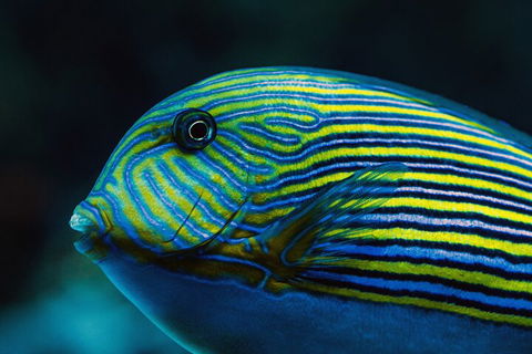 Cairns Aquarium By Twilight With 3-Course Dinner - Accommodation Broome 5