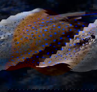 Cairns Aquarium Tour by Twilight with Drink and Appetiser - Accommodation Broome