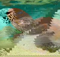 Cairns Aquarium Marine Life Encounter Ticket with 2-Course Lunch - Accommodation Broome