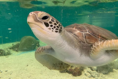 Cairns Aquarium Marine Life Encounter Ticket With 2-Course Lunch - Accommodation Broome 0