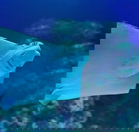 Cairns Aquarium Family Ticket - Accommodation Broome