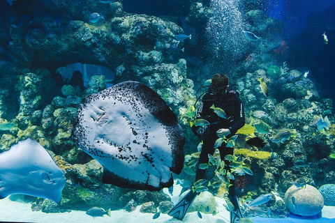 Cairns Aquarium Dive With The Sharks - Accommodation Broome 2