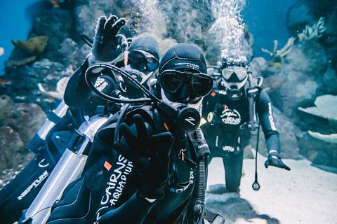 Cairns Aquarium Dive With The Sharks - Accommodation Broome 3