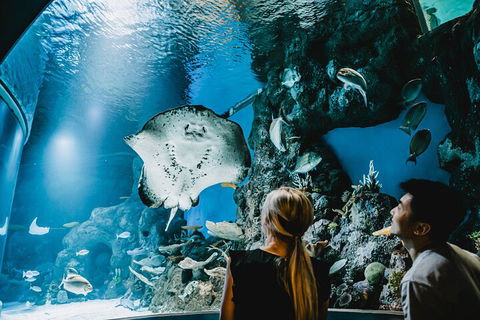 Cairns Aquarium Dive With The Sharks - Accommodation Broome 4
