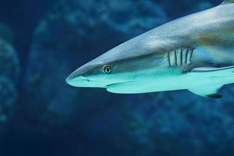 Cairns Aquarium Dive With The Sharks - Accommodation Broome 5