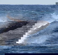 Whale Watching by Sea World Cruises - Accommodation Broome