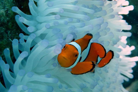 Seastar Luxury Outer Great Barrier Reef Island And Reef Tour From Cairns - Accommodation Broome 0