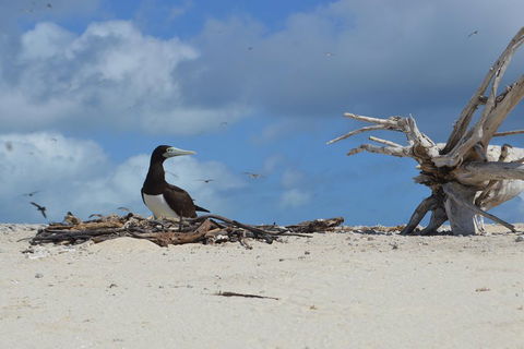 Seastar Luxury Outer Great Barrier Reef Island And Reef Tour From Cairns - Accommodation Broome 1