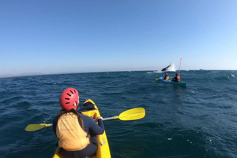 Kayaking With Dolphins In Byron Bay Guided Tour - Accommodation Broome 3