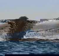 Sydney Whale-Watching Cruise Including Lunch or Breakfast - Accommodation Broome
