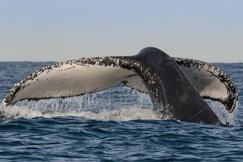 Sydney Whale-Watching Cruise Including Lunch Or Breakfast - Accommodation Broome 0