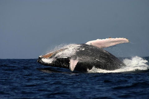 Sydney Whale-Watching Cruise Including Lunch Or Breakfast - Accommodation Broome 1