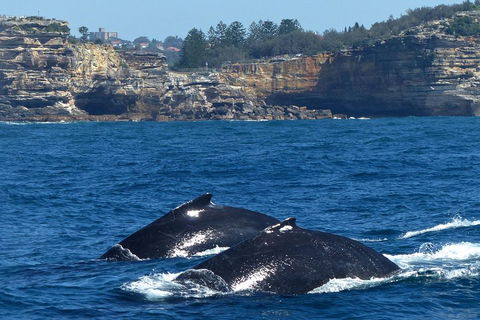 Sydney Whale-Watching Cruise Including Lunch Or Breakfast - Accommodation Broome 2