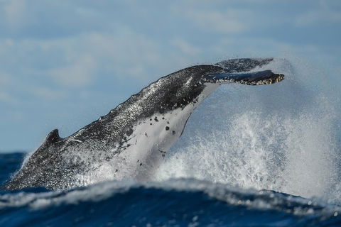 Sydney Whale-Watching Cruise Including Lunch Or Breakfast - Accommodation Broome 4