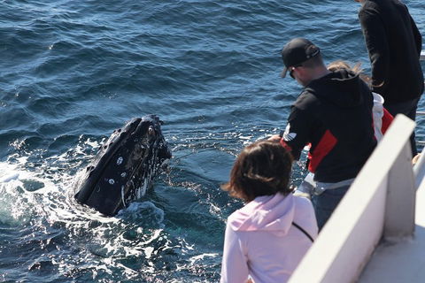 Sydney Whale-Watching Cruise Including Lunch Or Breakfast - Accommodation Broome 5