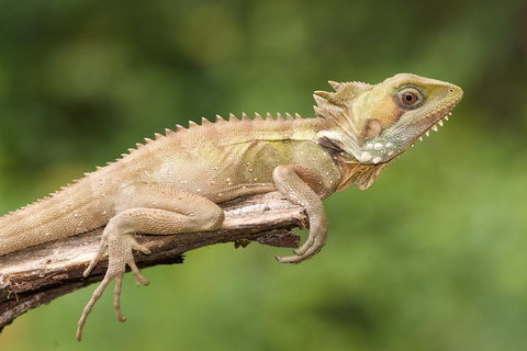 Atherton Tablelands Rain Forest By Night From Cairns - Accommodation Broome 1