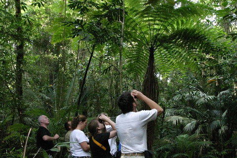 Atherton Tablelands Rain Forest By Night From Cairns - Accommodation Broome 3