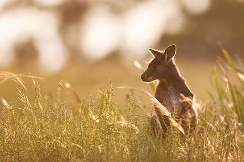 Blue Mountains Day Tour With Wildlife At Sunset From Sydney - Accommodation Broome 2