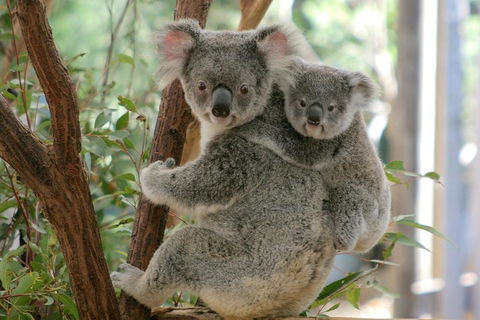 Lone Pine Koala Sanctuary Admission With Brisbane River Cruise - Accommodation Broome 3