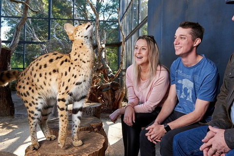 African Cat Encounter At Werribee Open Range Zoo - Accommodation Broome 0